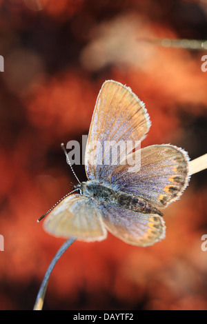 Les Idas Plebejus idas (bleu) photographié à Råbjerg, au Danemark. Banque D'Images