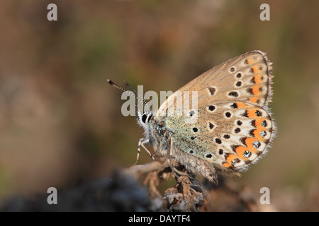 Les Idas Plebejus idas (bleu) photographié à Råbjerg, au Danemark. Banque D'Images