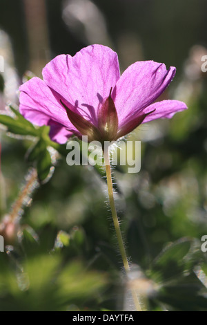 Blooming rétroéclairé géranium sanguin (Geranium sanguineum) photographié au Danemark (Tornby Strand). Banque D'Images