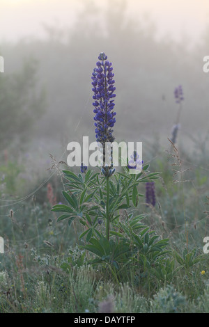 Lupin à grandes feuilles (Lupinus polyphyllus) - une espèce envahissante introduite d'Amérique du Nord à l'Europe Banque D'Images