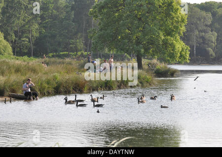 Londres, Royaume-Uni, dimanche 21 juillet 2013. Comme la vague de chaleur continue à travers l'ensemble du Royaume-Uni, les londoniens dans le sud ouest aller à Richmond Park pour profiter du beau temps.En juillet 2013, le Royaume-Uni l'été est enfin arrivé. Le Met Office a publié une vague de chaleur de la catégorie 3 comme la température a atteint des niveaux records. Credit : Graham Hush/Alamy Live News Banque D'Images