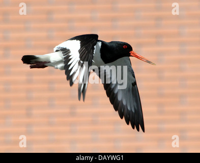 Close-up d'une politique commune de l'Huîtrier pie (Haematopus ostralegus) en vol contre un arrière-plan de brique Banque D'Images