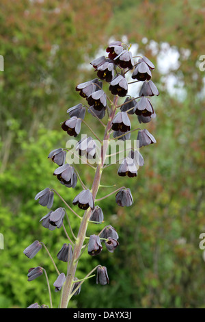 Persian Cloches, Fritillaria persica, Liliaceae. L'Asie et le sud de la Turquie Banque D'Images