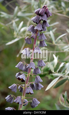 Persian Cloches, Fritillaria persica, Liliaceae. L'Asie et le sud de la Turquie Banque D'Images