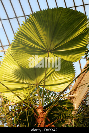 Palmier ébouriffé, Vanuatu Fan Palm ou Palas, Palm Licuala grandis, Arecaceae. Vanuatu, Pacifique Sud. Banque D'Images