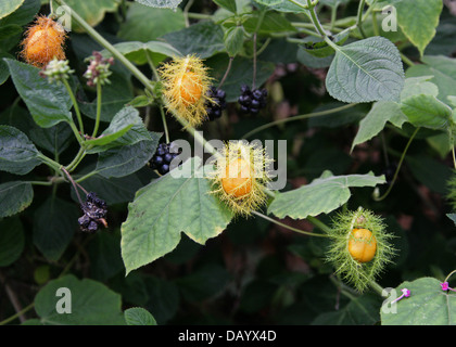 Bush, fruit de la Passion Maracuja Sauvage, Wild Water Citron, Passiflore, puant l'amour-dans-un-mist, Passiflora foetida, Passifloraceae. Banque D'Images