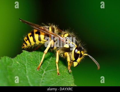 Yellow Jacket Wasp perché sur une feuille d'usine. Banque D'Images