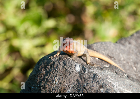 Stock photo d'un lézard de lave Espanola (Microlophus delanonis) dans les îles Galapagos. Banque D'Images