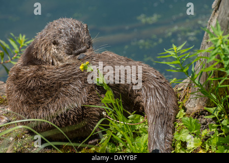 Stock photo d'un North American River Otter assis sur un journal de lissage. Banque D'Images
