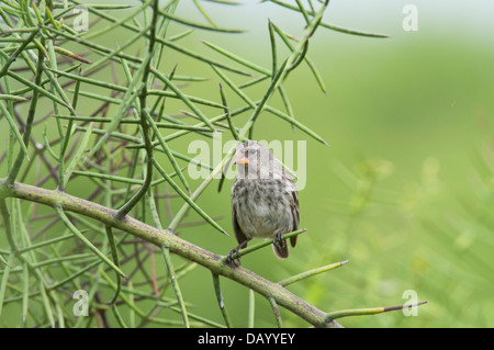 Stock photo d'une masse moyenne Finch de Galápagos. Banque D'Images