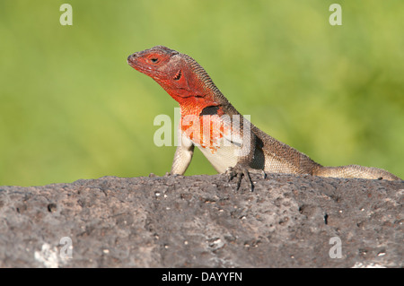 Stock photo d'un lézard de lave Espanola (Microlophus delanonis) dans les îles Galapagos. Banque D'Images