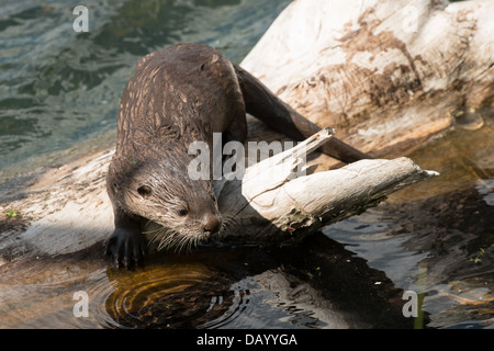Stock photo d'un North American River Otter pup sur un journal. Banque D'Images