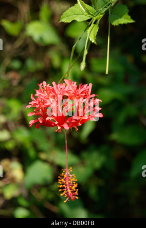 Variété de fleurs Chaussures pendaison Banque D'Images