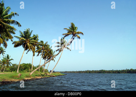 Vent qui souffle Paysage de cocotiers inclinés sur le côté du Kerala Backwaters Inde Banque D'Images