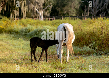 Florida Cracker mare poulain de soins infirmiers sur Prairie Paynes en Floride. Banque D'Images