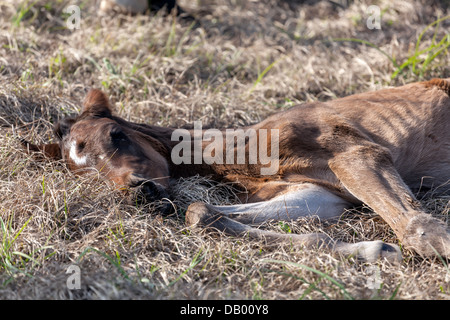 Florida Cracker poulain (Equus ferus caballus) sieste dormir sur des herbes sèches des Prairies Paynes. Banque D'Images