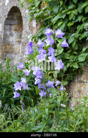 Des fleurs contre une arche en pierre dans une prairie de fleurs sauvages Banque D'Images