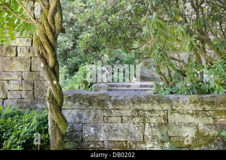 Vieux Mur de pierres empilées avec structure de plantes grimpantes glycine au voisinage des parcs publics Banque D'Images