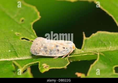 Flatid d'agrumes (Cicadelle Metcalfa pruinosa) on leaf Banque D'Images