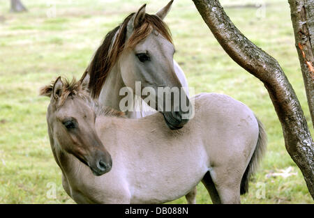 Une jument et son poulain sauvage sur une prairie au Merfelder Bruch près de Duelmen, Allemagne, 12 juillet 2007. Le duc de Croy a créé une réserve pour les chevaux sauvages, qui vivent là depuis des siècles, il y a plus de 150 ans. Par son action il a probablement sauvé les derniers gratuitement et des chevaux sauvages sur le continent européen, de l'extinction. Photo : Horst Ossinger Banque D'Images