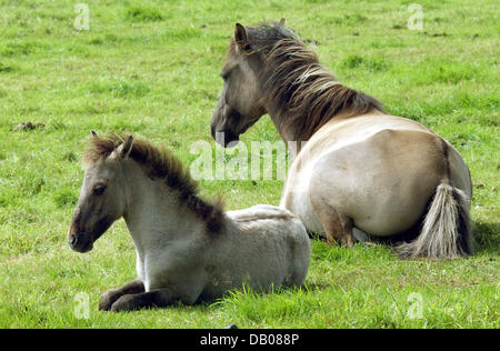 Une jument et son poulain sauvage se situent sur une prairie au Merfelder Bruch près de Duelmen, Allemagne, 12 juillet 2007. Le duc de Croy a créé une réserve pour les chevaux sauvages, qui vivent là depuis des siècles, il y a plus de 150 ans. Par son action il a probablement sauvé les derniers gratuitement et des chevaux sauvages sur le continent européen, de l'extinction. Photo : Horst Ossinger Banque D'Images