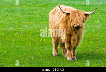 Vache highland rouge sur un pâturage de Zwin, Belgique. Banque D'Images