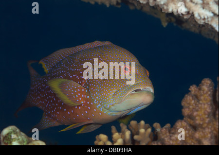 Mérou à points bleus rouge se cache sous le corail. Banque D'Images