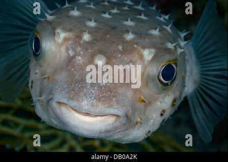 Le poisson-globe est venimeux qui pose pour un portrait. Banque D'Images