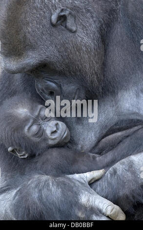 Gorille ZsaZsa (R) prend soin de son bébé Banjoko qu'est né le 16 décembre 2006 dans le zoo à Heidelberg, Allemagne, 23 juillet 2007. Le gorille de plaine de l'Ouest vit dans les plaines de l'Afrique centrale et est en voie de disparition. Photo : Ronald Wittek Banque D'Images