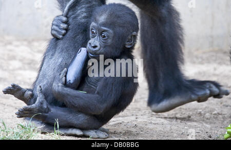 Gorille ZsaZsa porte son bébé Banjoko qu'est né le 16 décembre 2006 dans le zoo à Heidelberg, Allemagne, 23 juillet 2007. Le gorille de plaine de l'Ouest vit dans les plaines de l'Afrique centrale et est en voie de disparition. Photo : Ronald Wittek Banque D'Images