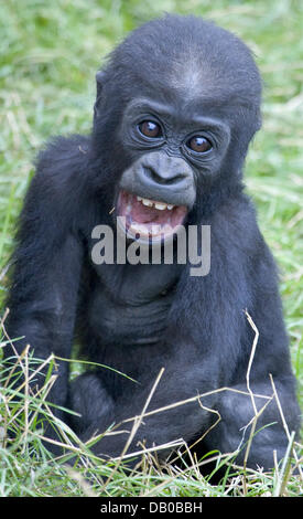 Banjoko bébé gorille qui est né le 16 décembre 2006 est décrit dans son boîtier dans le zoo à Heidelberg, Allemagne, 23 juillet 2007. Le gorille de plaine de l'Ouest vit dans les plaines de l'Afrique centrale et est en voie de disparition. Photo : Ronald Wittek Banque D'Images