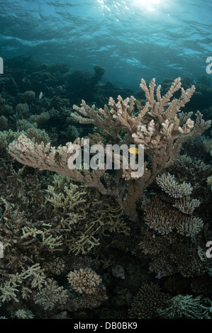 Coraux Acropora créer de belles formations rocheuses dans les eaux de la Mer Rouge. Ils sont faciles à briser mais se développent rapidement. Banque D'Images