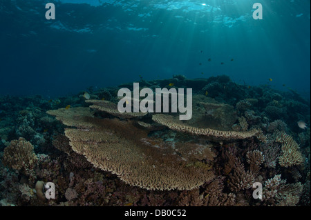 Coraux Acropora créer de belles formations rocheuses dans les eaux de la Mer Rouge. Des milliers de petits poissons y passent une grande partie de leur vie. Banque D'Images