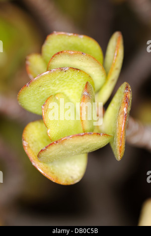 Jade plant, arbre de jade, Crassula ovata, dollar plante Crassula argentea, Crassula obliqua. Banque D'Images