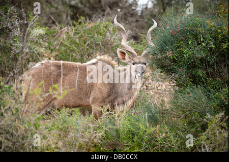 Grand koudou (Tragelaphus strepsiceros), l'Addo Elephant National Park, Eastern Cape, Afrique du Sud Banque D'Images