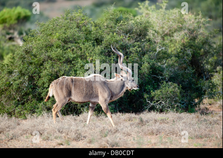 Grand koudou (Tragelaphus strepsiceros), l'Addo Elephant National Park, Eastern Cape, Afrique du Sud Banque D'Images