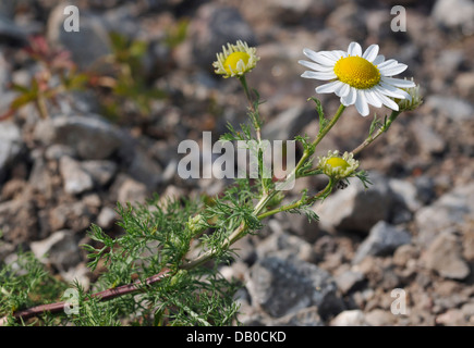 Camomille matricaire inodore - Tripleurospermum inodorum Banque D'Images