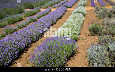 Heacham lavande Norfolk, Norfolk, Angleterre Banque D'Images