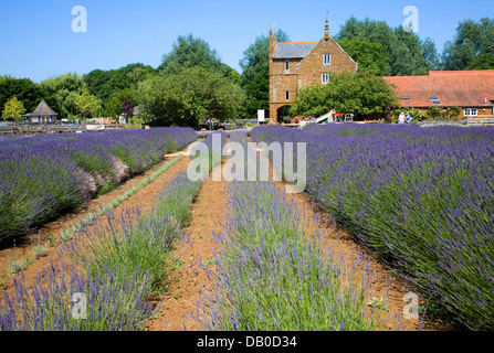 Heacham lavande Norfolk, Norfolk, Angleterre Banque D'Images