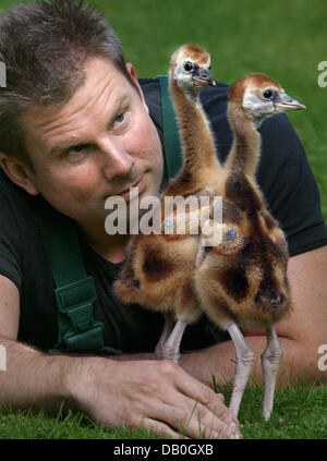 Père adoptif, Yancy Rentz et deux près de trois semaine grue couronnée noire poussins jouer avec les autres au zoo de Berlin, Allemagne, 28 août 2007. Les poussins de la grue sont principalement formés par leurs parents après l'éclosion. Lorsque né en captivité les gardiens doivent agir en tant que parents. Le zoo de Berlin est réussie dans la panure des grues couronnées depuis 1976. Photo : Stephanie Pilick Banque D'Images