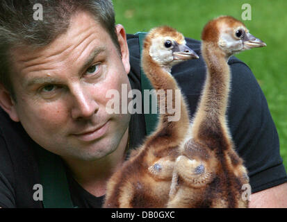 Père adoptif, Yancy Rentz et deux près de trois semaine grue couronnée noire poussins jouer avec les autres au zoo de Berlin, Allemagne, 28 août 2007. Les poussins de la grue sont principalement formés par leurs parents après l'éclosion. Lorsque né en captivité les gardiens doivent agir en tant que parents. Le zoo de Berlin est réussie dans la panure des grues couronnées depuis 1976. Photo : Stephanie Pilick Banque D'Images