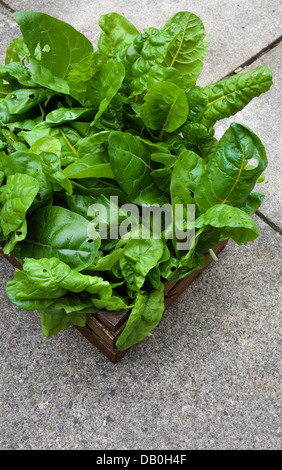 Une caisse pleine de matières organiques cultivés rainbow chard fraîchement cueilli du jardin Banque D'Images