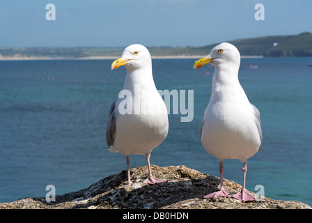 Deux mouettes à St Ives, Cornwall en Angleterre. Banque D'Images