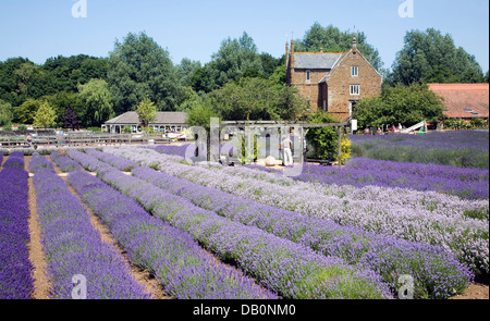 Heacham lavande Norfolk, Norfolk, Angleterre Banque D'Images