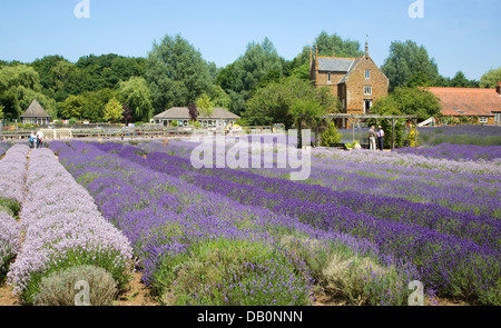 Heacham lavande Norfolk, Norfolk, Angleterre Banque D'Images