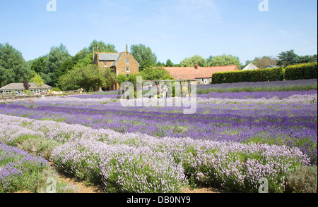 Heacham lavande Norfolk, Norfolk, Angleterre Banque D'Images