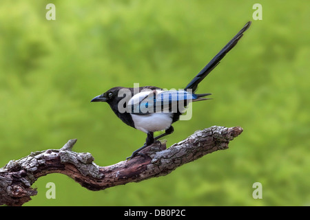 Magpie Pie / européenne / Magpie commune (Pica pica) perché sur l'arbre dans la direction générale Banque D'Images