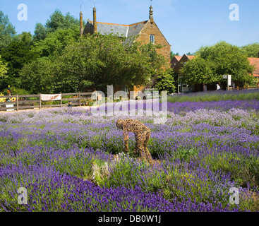 Heacham lavande Norfolk, Norfolk, Angleterre Banque D'Images