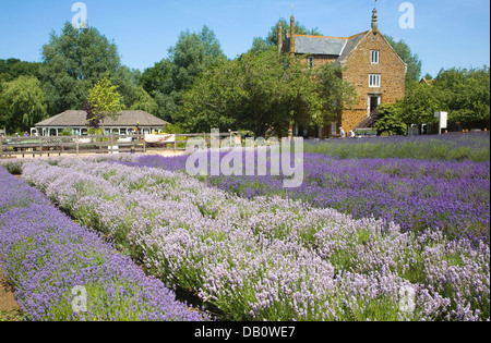 Heacham lavande Norfolk, Norfolk, Angleterre Banque D'Images