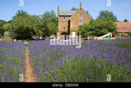 Heacham lavande Norfolk, Norfolk, Angleterre Banque D'Images